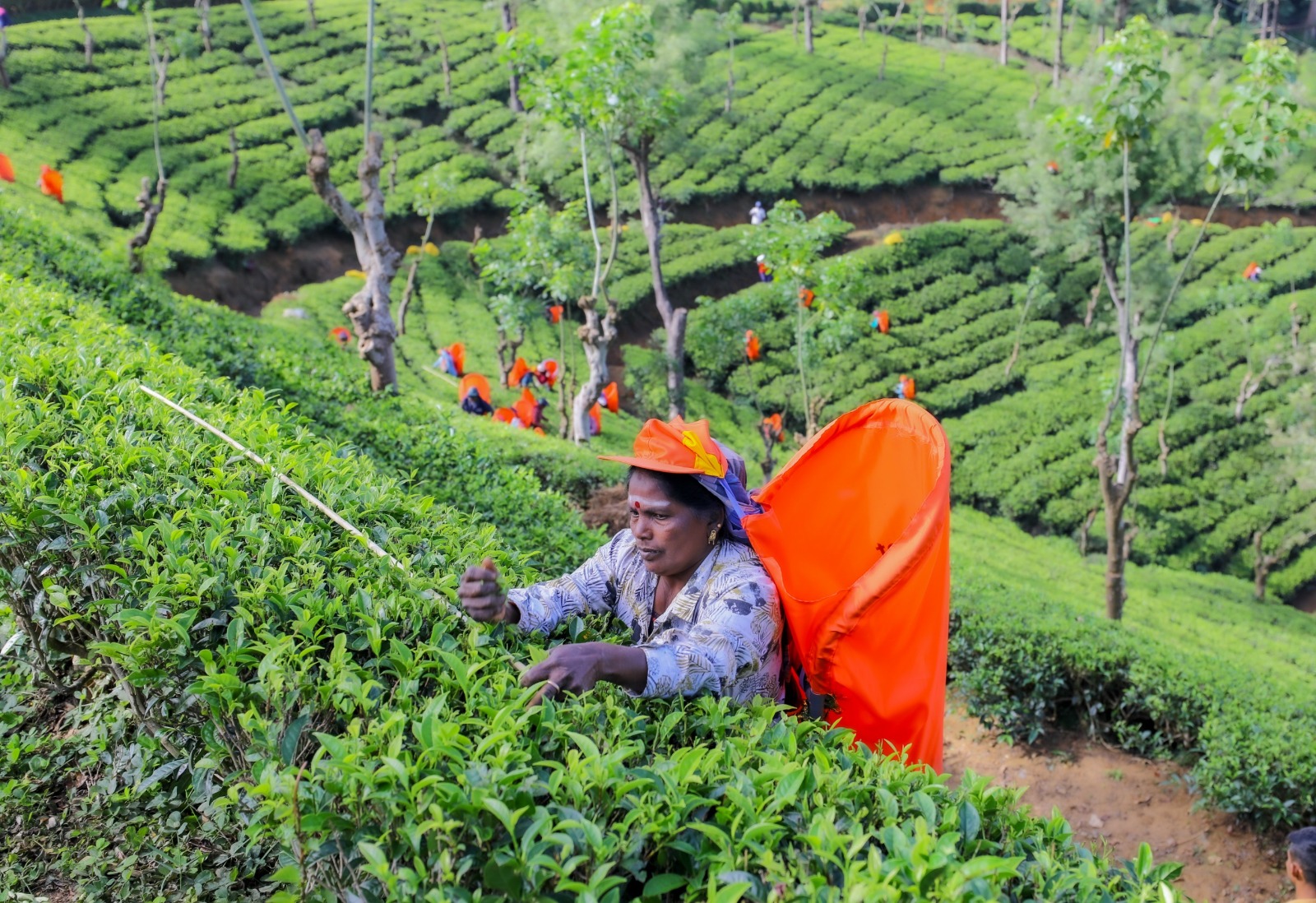 தோட்டத் தொழிலாளர் சம்பள அதிகரிப்பு ஒரு ஏமாற்று வித்தை; அரசாங்கம் வர்த்தமானி வெளியிட வேண்டும்!
